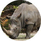 Cazar Rinoceronte en África