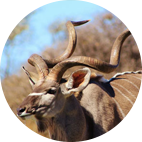Cazar Kudú del cabo en África