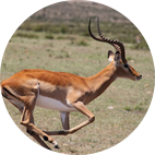 Cazar Impala en África