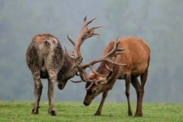 Hunting Red Deer in Hungary