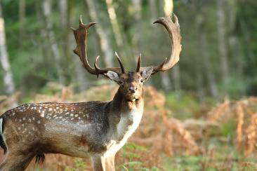 Hunting Fallon Deer in Hungary