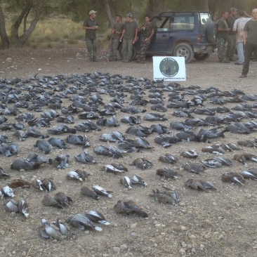 caza menor Tirada de palomas