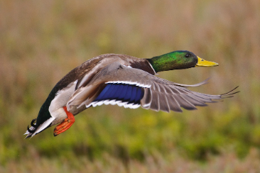 Hunting Ducks in Hungary