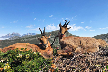 Cantabrian Chamois Hunting in Spain