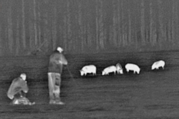 Wild boars stalking or waiting at night in Spain