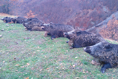 Wild boar driven hunt in Turkey