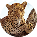 Caza de leopardo en África