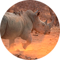 Caza de rinoceronte negro en África